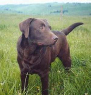 Del has a chocolate lab named Luke.