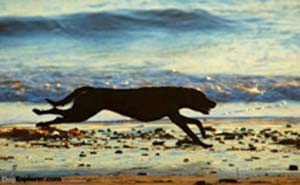 Photo of a labrador retriever running on the beach.